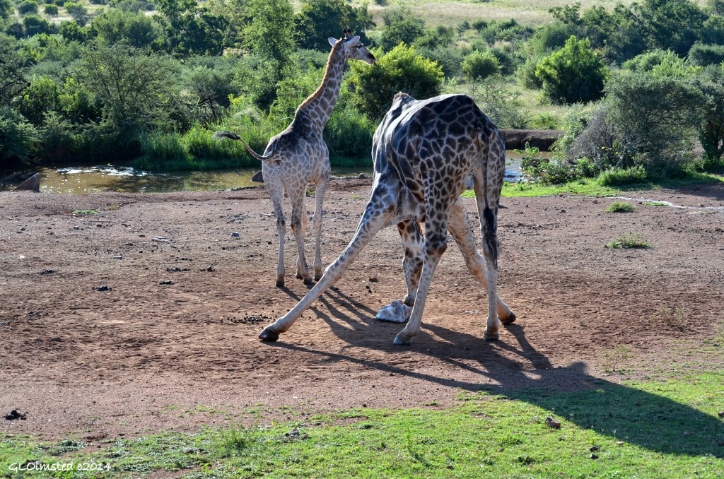 Giraffes at salt lick Pilanesberg Game Reserve South Africa