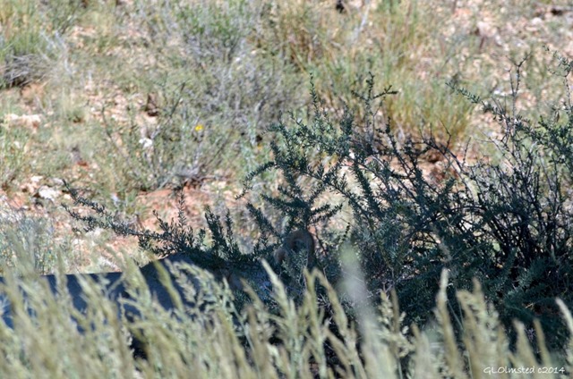 Lioness hiding in brush Kgalagadi Transfrontier Park South Africa