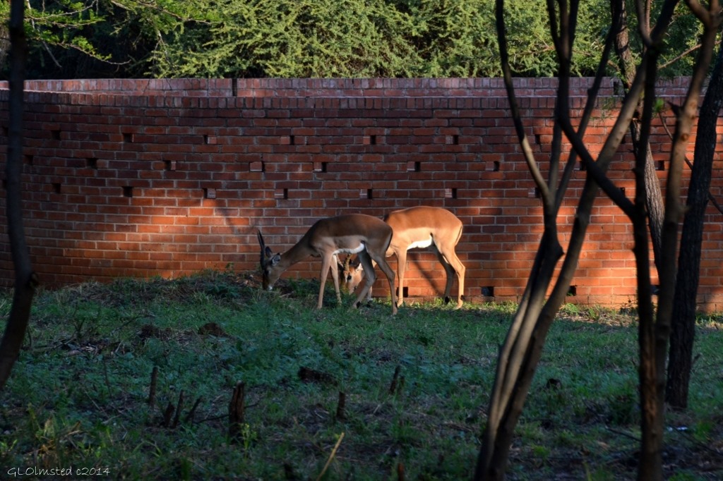 Impalas in camp Roodeplaat Dam South Africa
