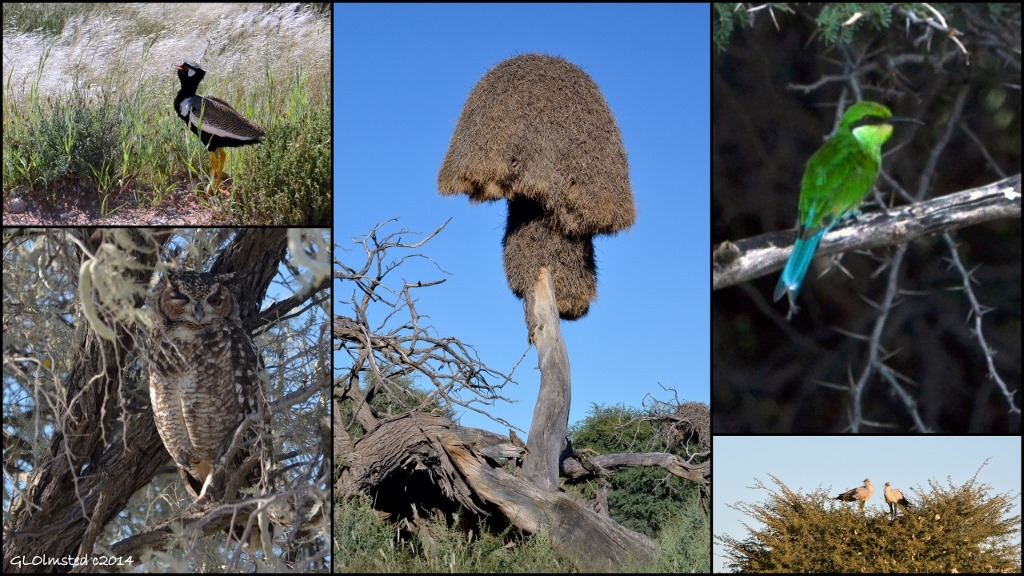 Black Korhan, Sociable weavers nest, little bee-eater, secretarybirds, spotted eagle owl Kalagadi Transfrontier Park South Africa