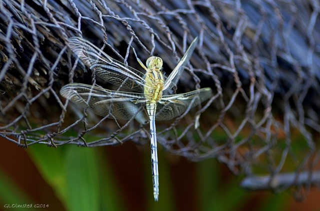 Dragonfly Pilanesburg Game Reserve South Africa