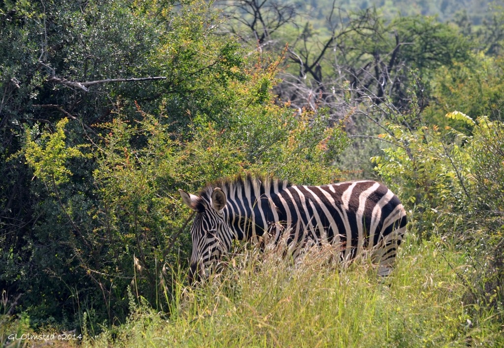 Zebra Pilanesburg Game Reserve South Africa