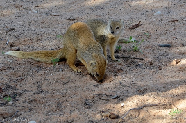 Yellow Mongoose in camp Kgalagadi Transfrontier Park South Africa