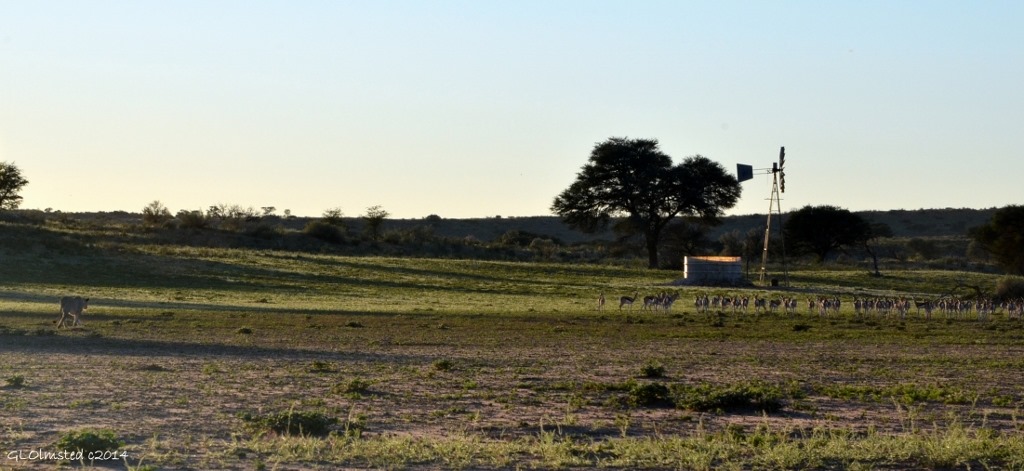 Lioness & springbuck Kgalagadi Transfrontier Park South Africa
