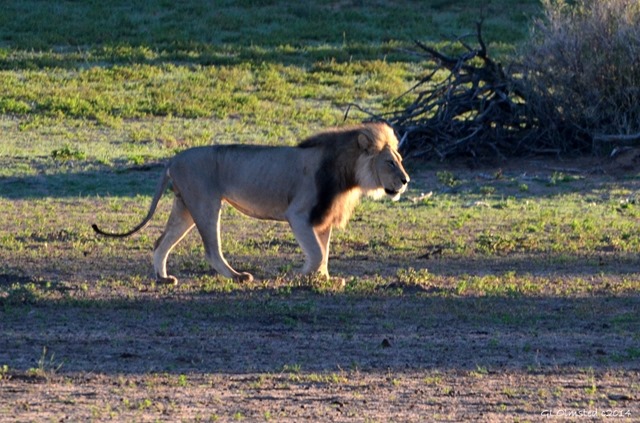 Lion Kgalagadi Transfrontier Park South Africa