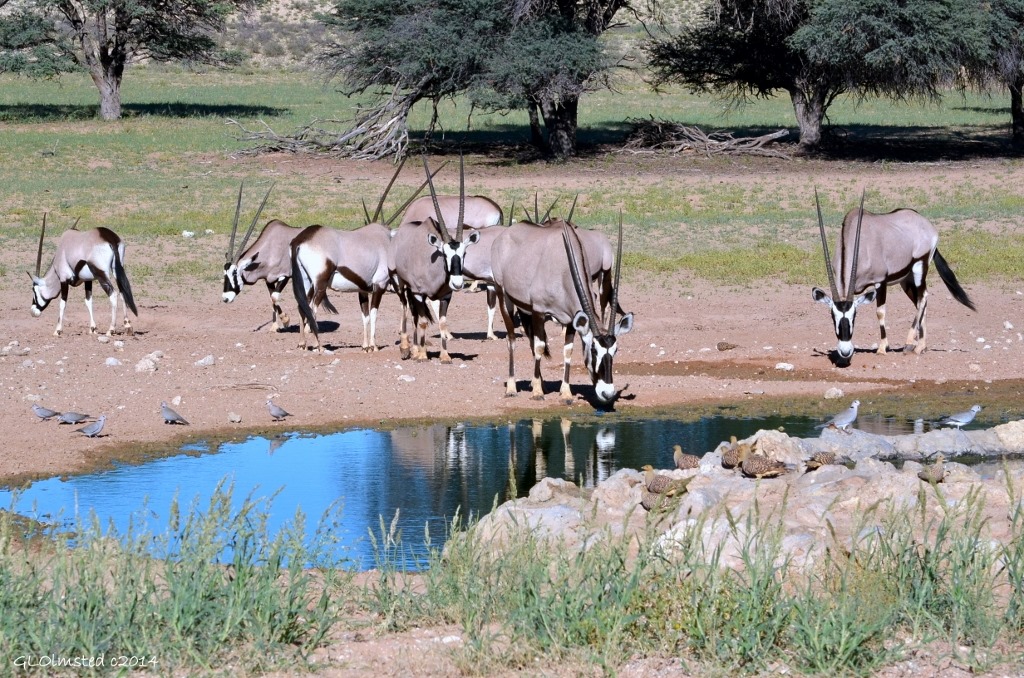 Gemsboks by waterhole Kgalagadi Transfrontier Park South Africa