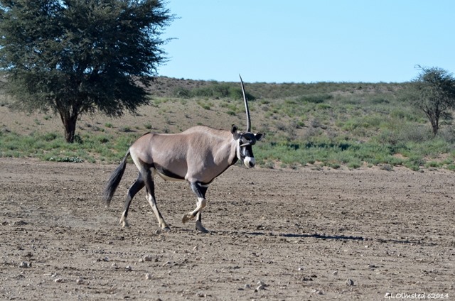 Gemsbok with deformed horn Kgalagadi Transfrontier Park South Africa