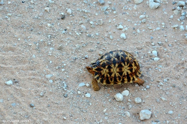 Tortoise Kgalagadi Transfrontier Park South Africa