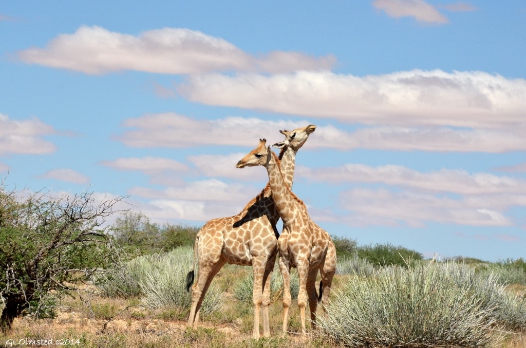 17 DSC_9556 Giraffes necking Augrabies Falls NP SA g (1024x678)