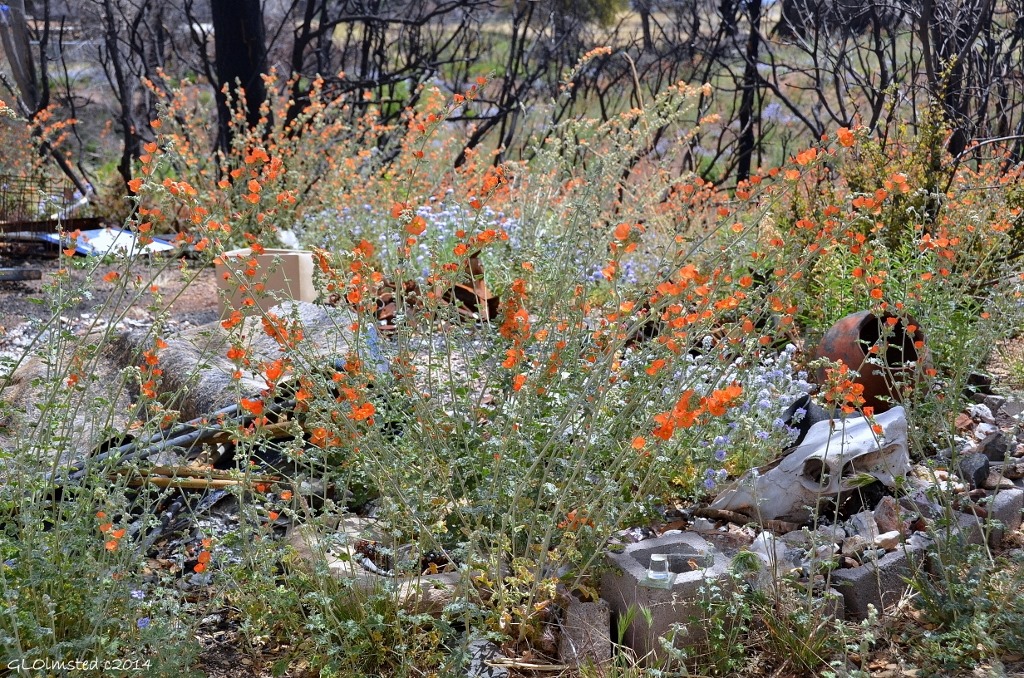 Wildflowers around shed ash Yarnell Arizona