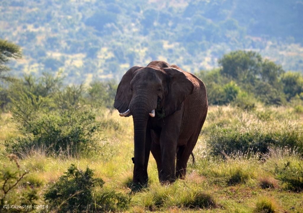 03 DSC_0472 Elephant Pilanesberg GR SA fff68 (1024x718)