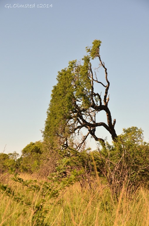 Sideways tree Hluhluwe iMfolozi National Park South Africa