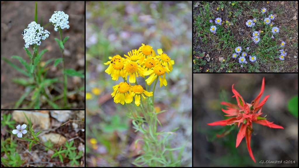 05 Wildflowers AZ Trail NR GRCA NP AZ (1024x576)