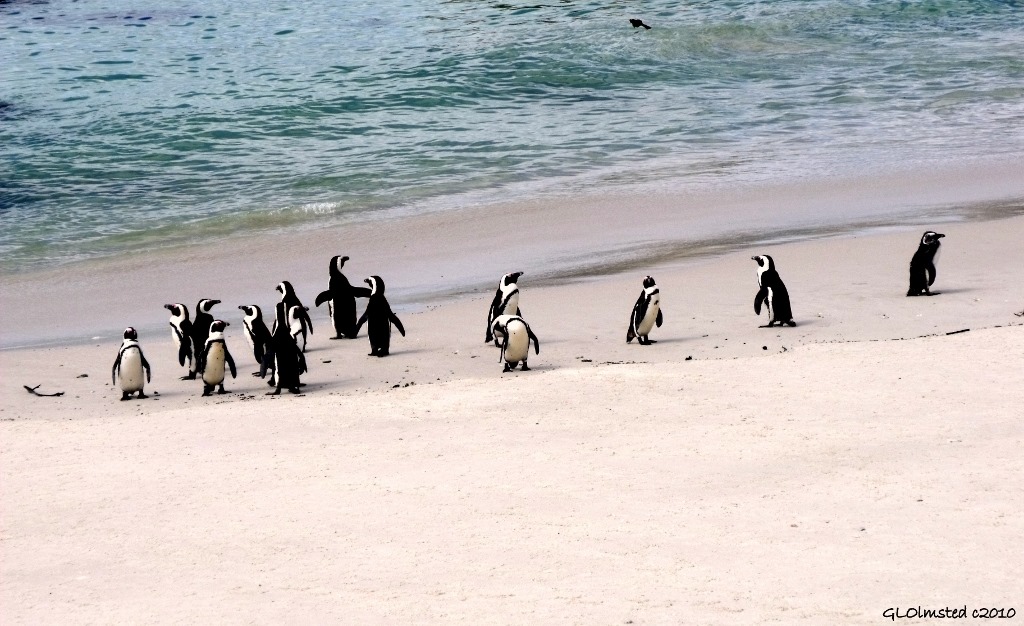 Penguins Boulders Table Mountain National Park Simon's Town Cape Peninsula South Africa
