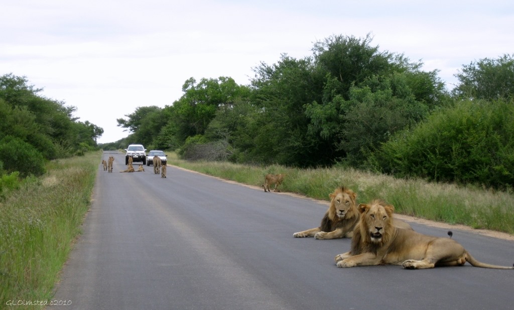 Lion family on road Kruger National Park South Africa