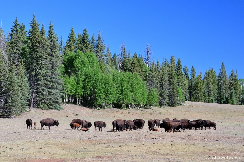 08 DSC_2565 Bison-cattle hybrids on meadows NR GRCA NP AZ fff66 (1024x678)