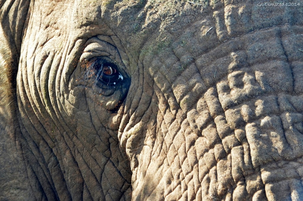 Elephant eye Addo Elephant National Park South Africa