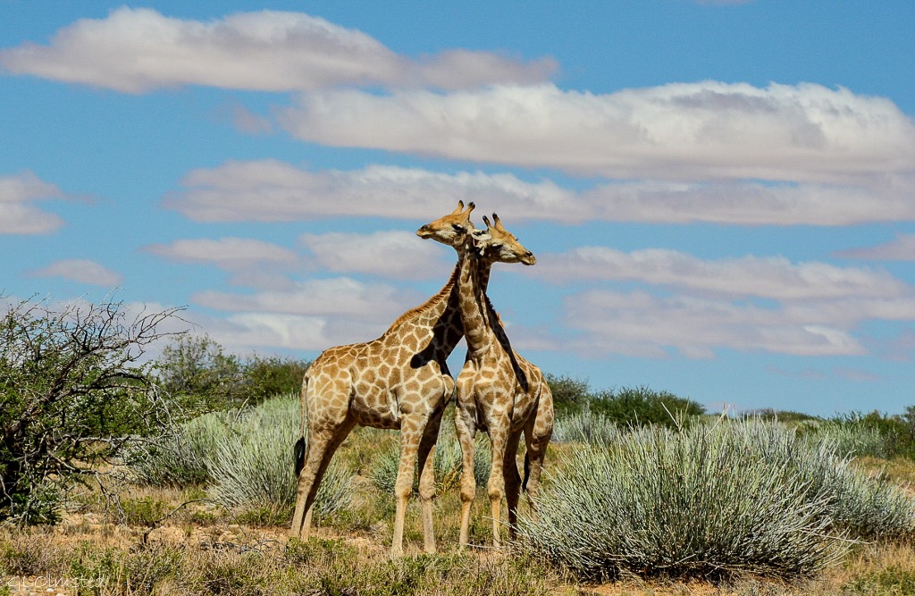Giraffes necking Augrabies Falls National Park South Africa
