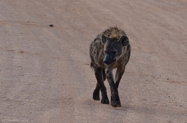 Hyena Addo Elephant National Park South Africa