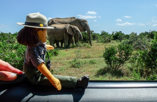 Ranger Wanda and elephants Addo Elephant National Park South Africa