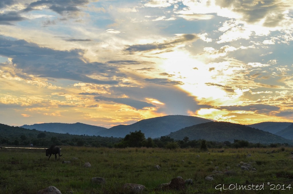 Sunset & blue wildebeest Pilanesberg Game Reserve South Africa