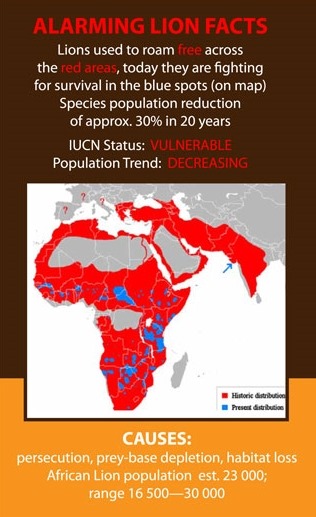 Alarming lion facts