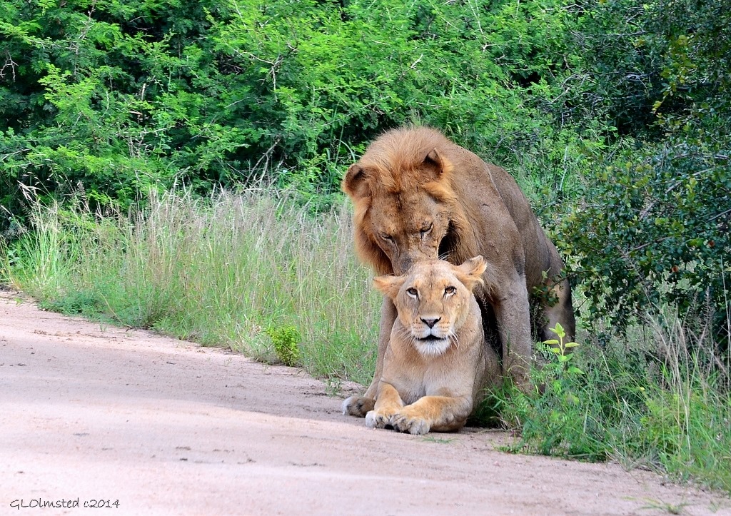 Lions mating Kruger National Park South Africa