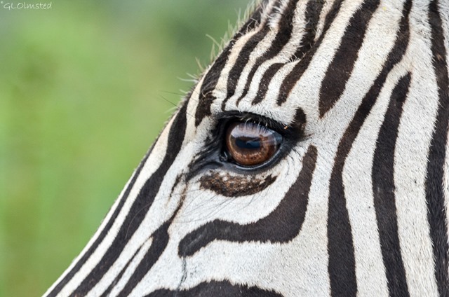 Truck reflected in zebra's eye Pilanesburg Game Reserve South Africa