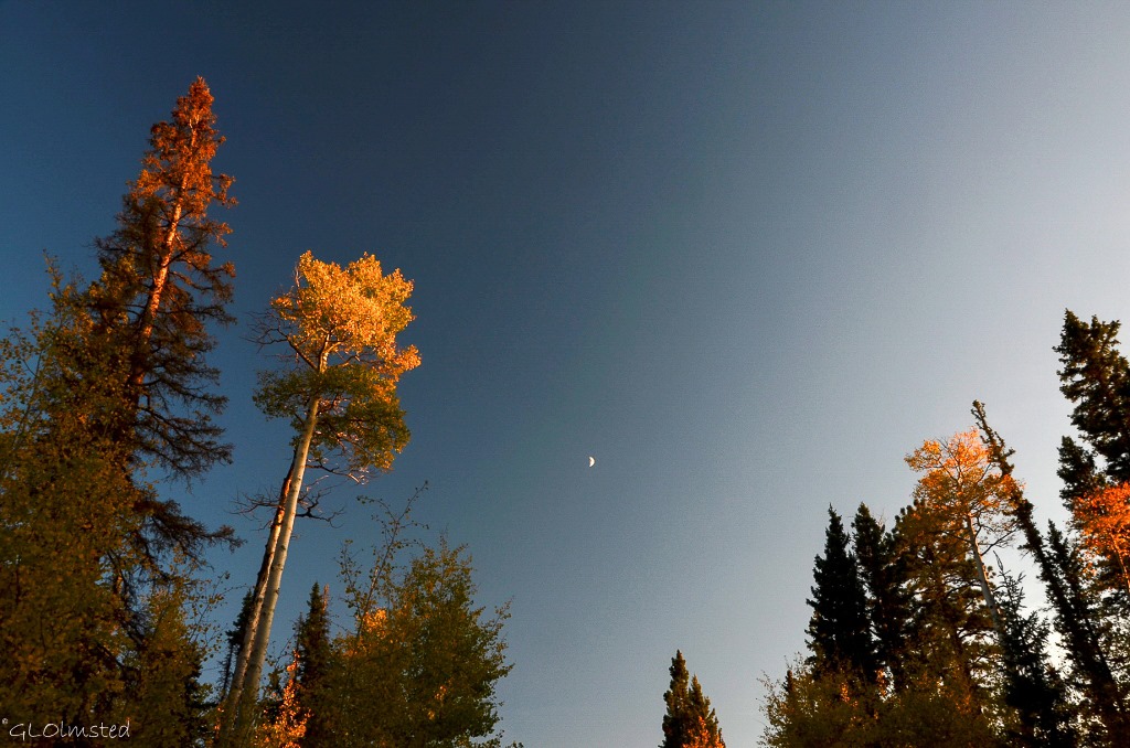 Fall aspen & moon along FR610 E Kaibab National Forest Arizona