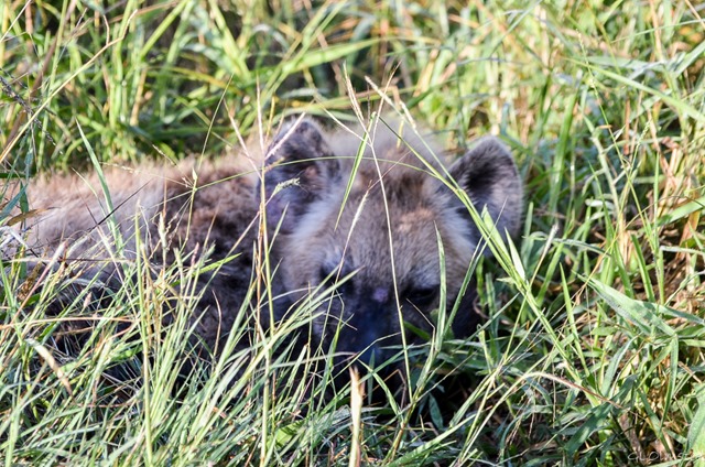 Hyena pup napping in grass Kruger National Park South Africa