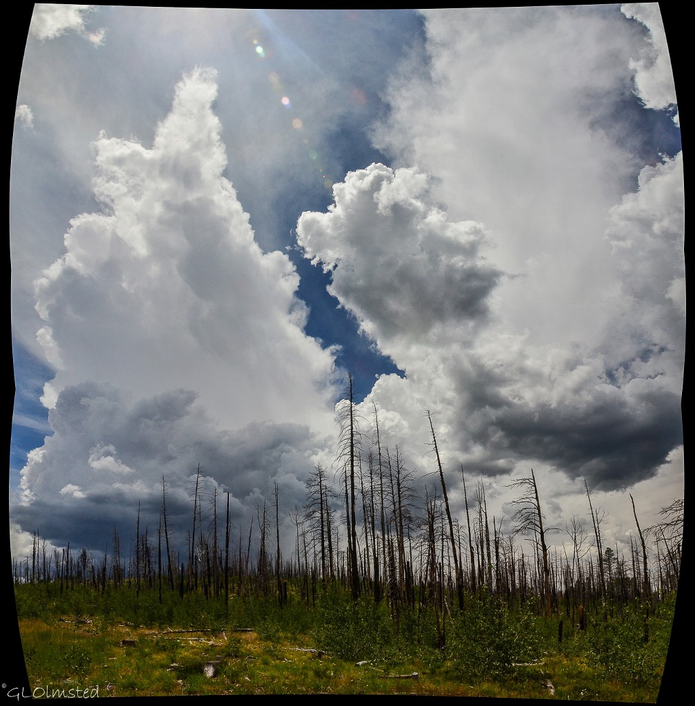 Storm clouds over Warm fire standing dead forest Jct SR67 & FR212 Kaibab National Forest Arizona