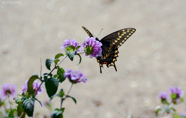 Butterfly on flowers in Donna's yard Congress Arizona