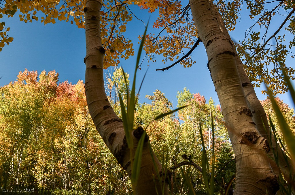 Fall aspen along FR610 E Kaibab National Forest Arizona