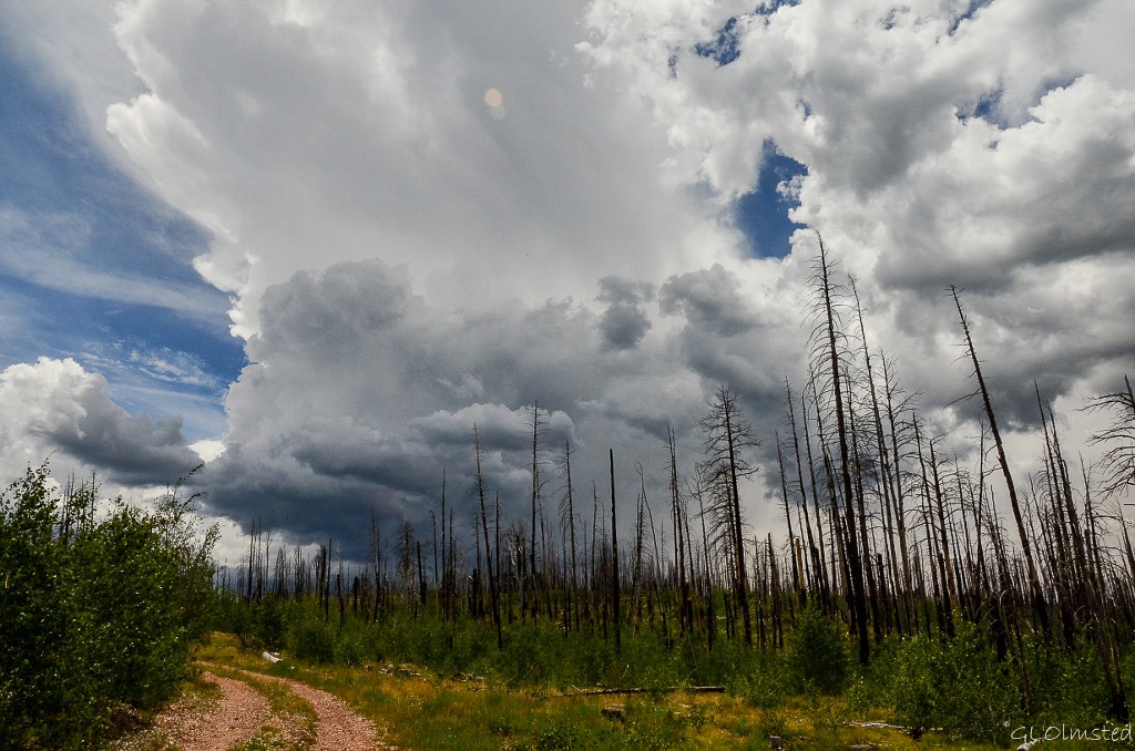 Storm clouds over Warm fire standing dead forest Jct SR67 & FR212 Kaibab National Forest Arizona