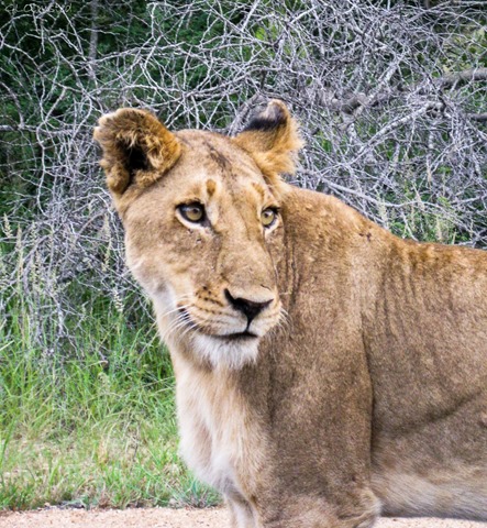 Lioness Kruger National Park Mpumalanga South Africa
