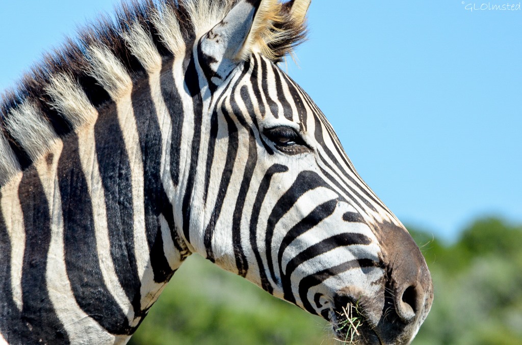 Zebra from underground birdhide Addo Elephant National Park South Africa
