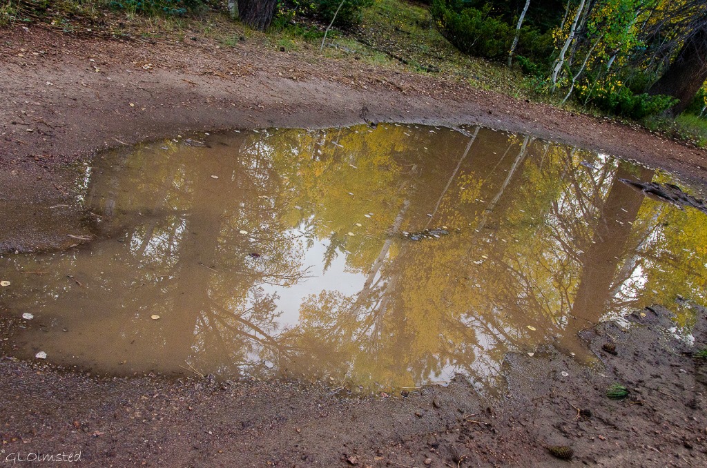 Fall aspen reflected in puddle Kaibab National Forest Arizona