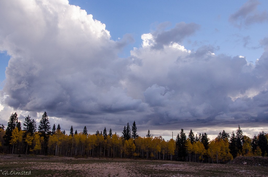 Stormy clouds over fall aspen Kaibab National Forest Arizona