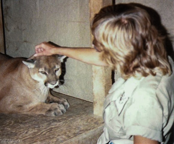 Gaelyn & Sierra the Cougar  California Living Museum Bakersfield California June 1989