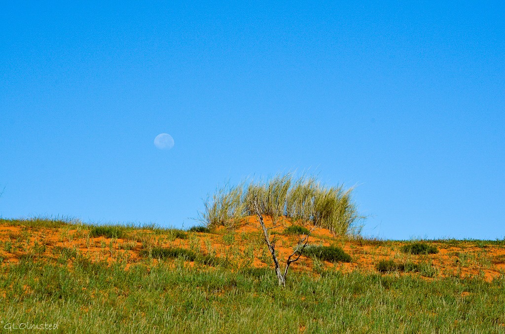 Moon over dunes Kgalagadi Transfrontier Park South Africa