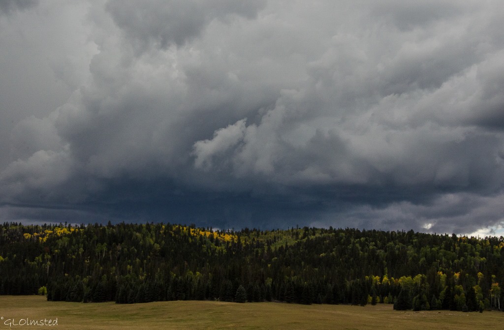 Dark clouds over fall aspen by meadow Kaibab National Forest Arizona