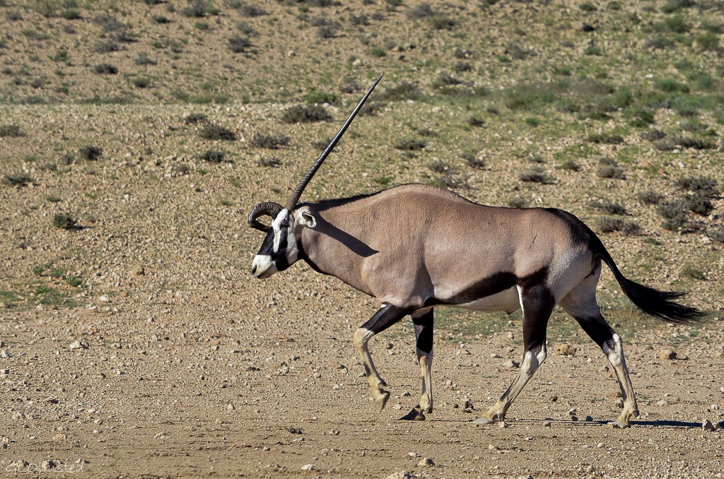 Gemsbok with deformed horn Kgalagadi Transfrontier Park South Africa