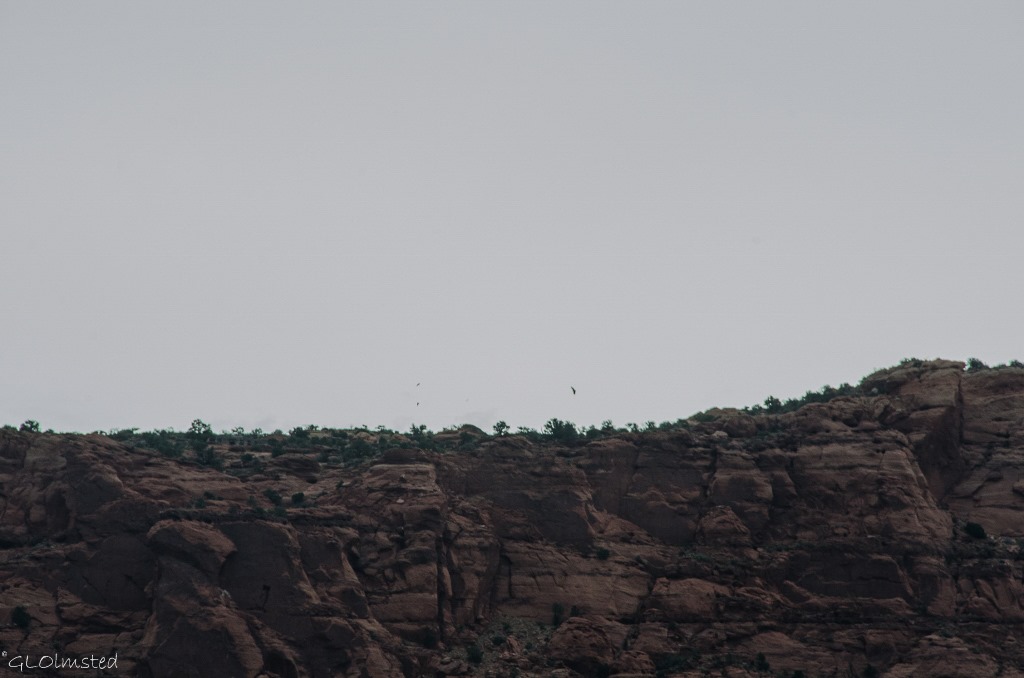 Condor over release site Vermilion Cliffs Arizona
