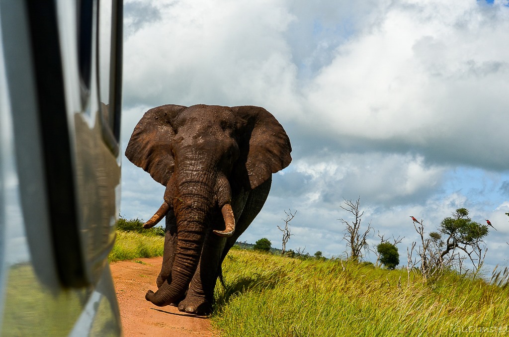 Elephant following truck Kruger National Park South Africa