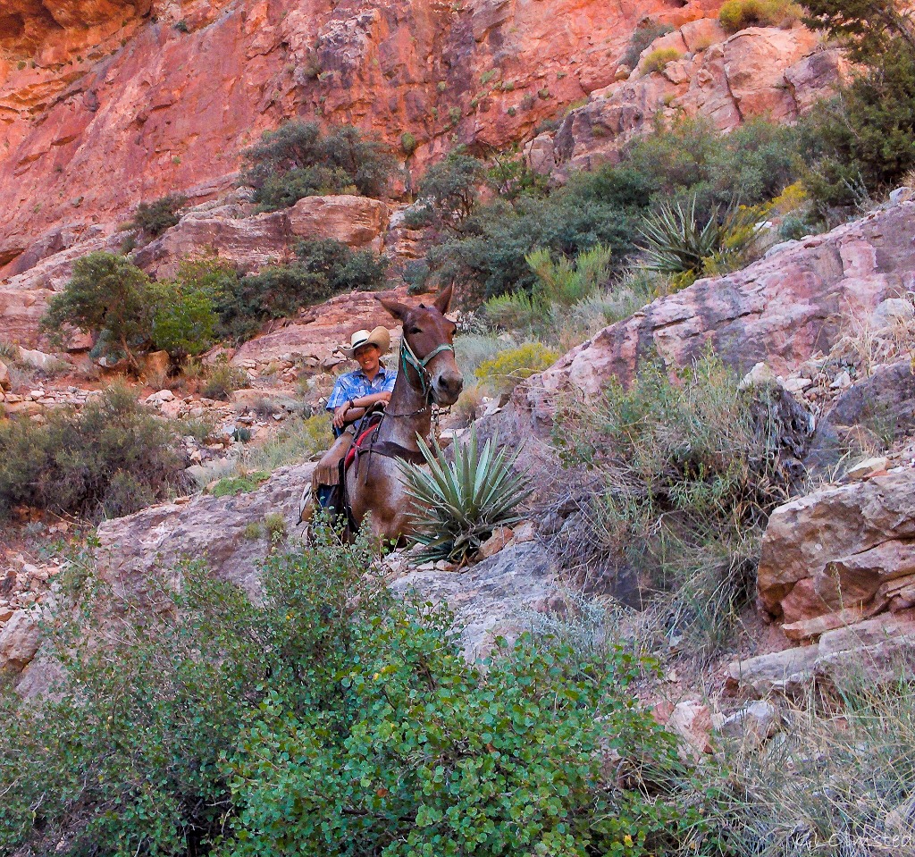 Lisa on mule North Kaibab trail Roaring Springs Canyon North Rim Grand Canyon National Park Arizona