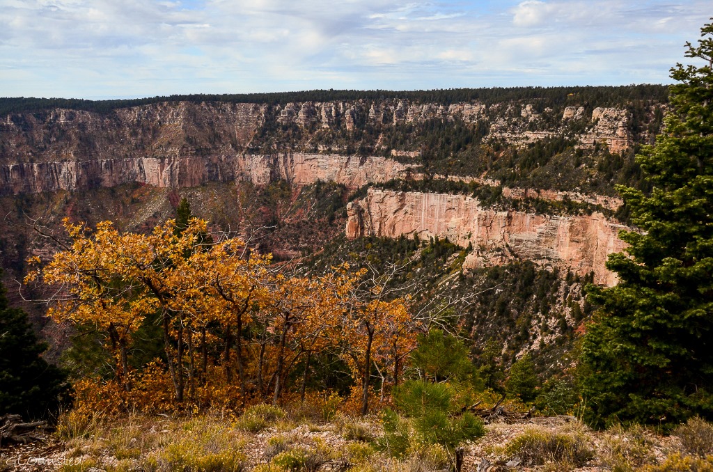 Fall oak & canyon North Rim Grand Canyon National Park Arizona