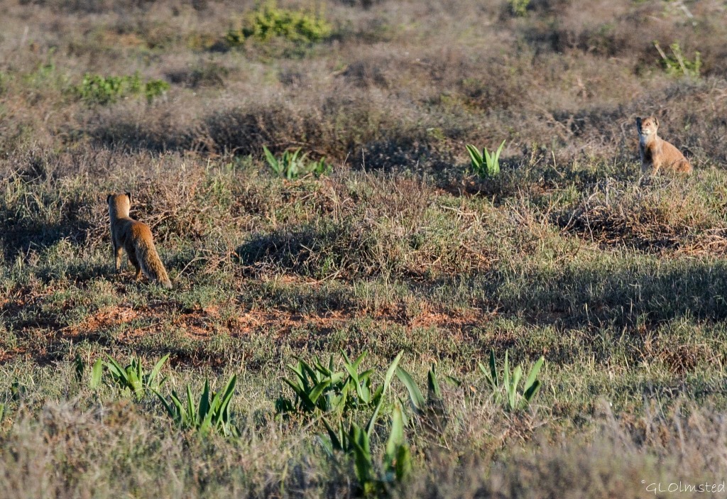 Meerkats Addo Elephant National Park South Africa