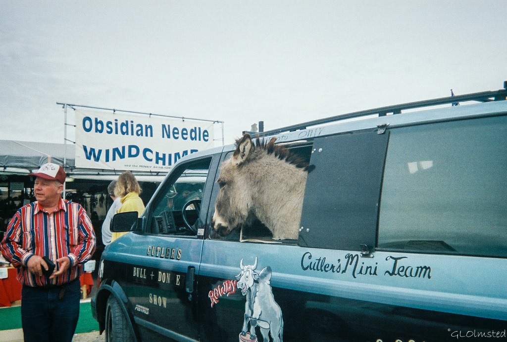 Donkey in minivan Quartzsite Arizona