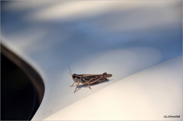 Grasshopper on car Walhalla overlook North Rim Grand Canyon National Park Arizona