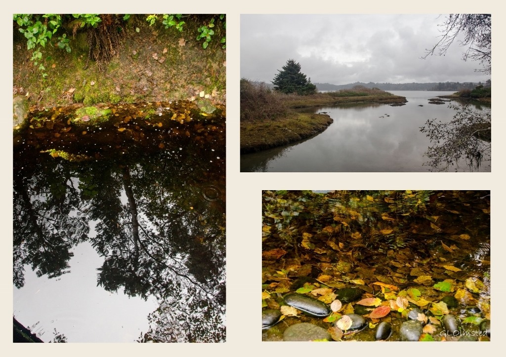 Forest reflection, fall leaves and estuary Oregon Coast Aquarium Newport Oregon collage